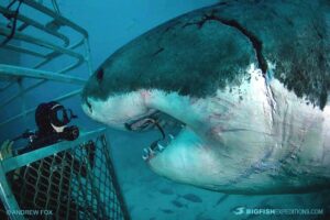 Cage diving with great white sharks at the Neptune Islands in South Australia.