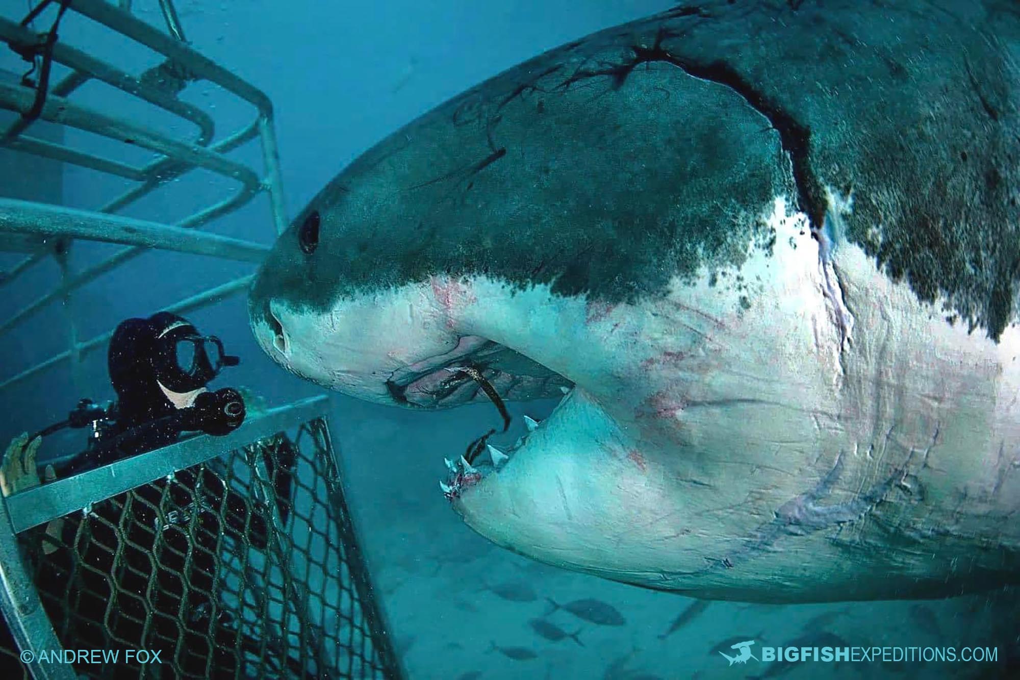 Great White Shark Cage Diving At The Neptune Islands In South Australia Great White Shark Cage Diving At The Neptune Islands In South Australia