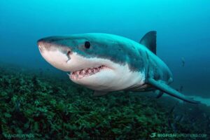 Cage diving with great white sharks at the Neptune Islands in South Australia.