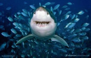 Cage diving with great white sharks at the Neptune Islands in South Australia.