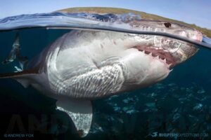 Cage diving with great white sharks at the Neptune Islands in South Australia.