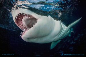 Cage diving with great white sharks at the Neptune Islands in South Australia.