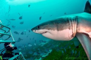 Cage diving with great white sharks at the Neptune Islands in South Australia.