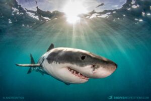 Cage diving with great white sharks at the Neptune Islands in South Australia.