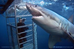 Cage diving with great white sharks at the Neptune Islands in South Australia.