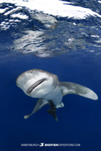 Oceanic whitetip sharks stay around all day.
