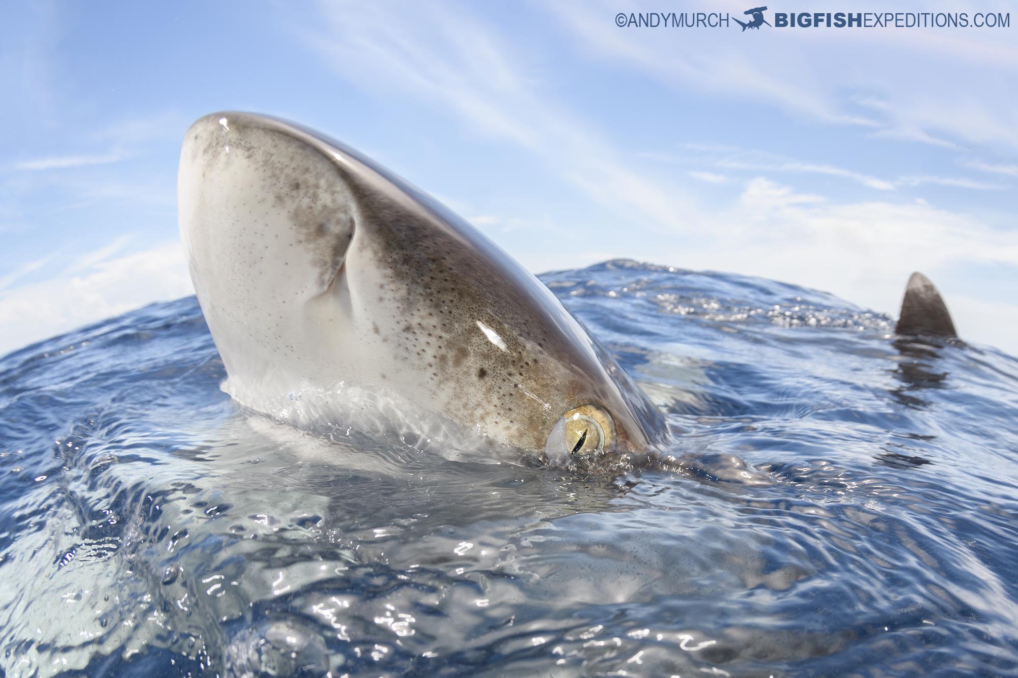 Shooting oceanic whitetip over-unders at Cat Island.