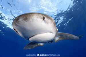 Oceanic whitetip shark close up.