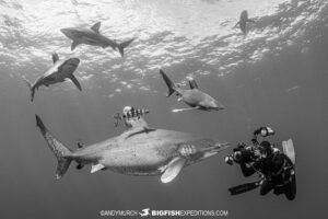 Diving with 12 oceanic whitetip sharks at Cat Island in the Bahamas