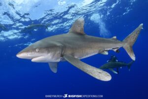 Photographing oceanic whitetip sharks in the Bahamas.