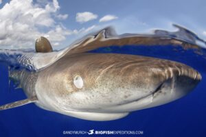 Shooting oceanic whitetip split at Cat Island.