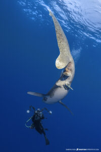 Diving with oceanic whitetip sharks at Cat Island in the Bahamas