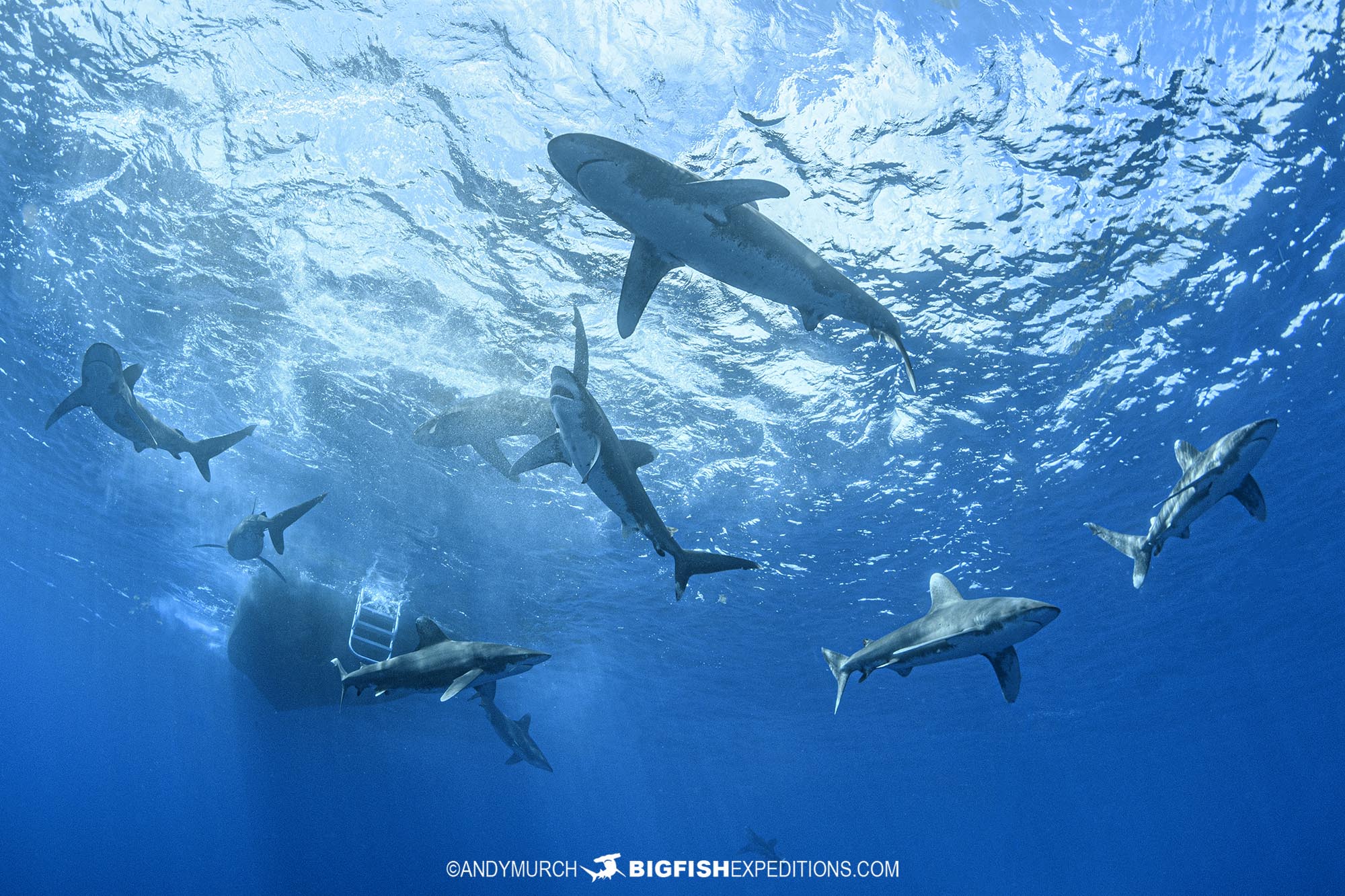 Diving with at least 23 oceanic whitetips at Cat Island.