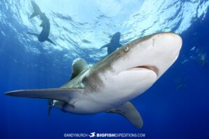 Scuba diving with oceanic whitetip sharks at Cat Island in the Bahamas.