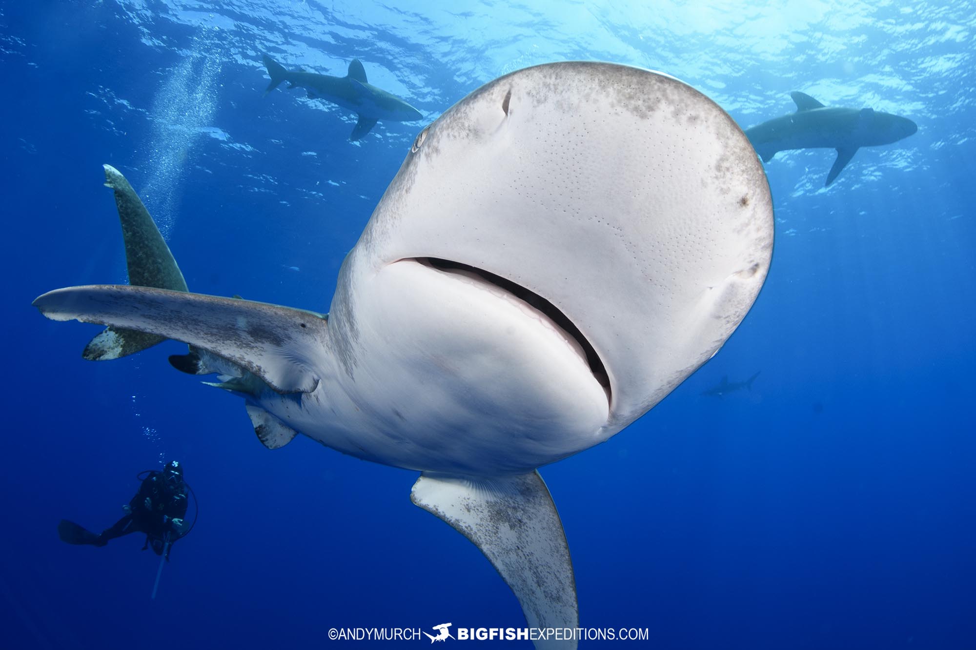 Diving with oceanic whitetip sharks at Cat Island in the Bahamas