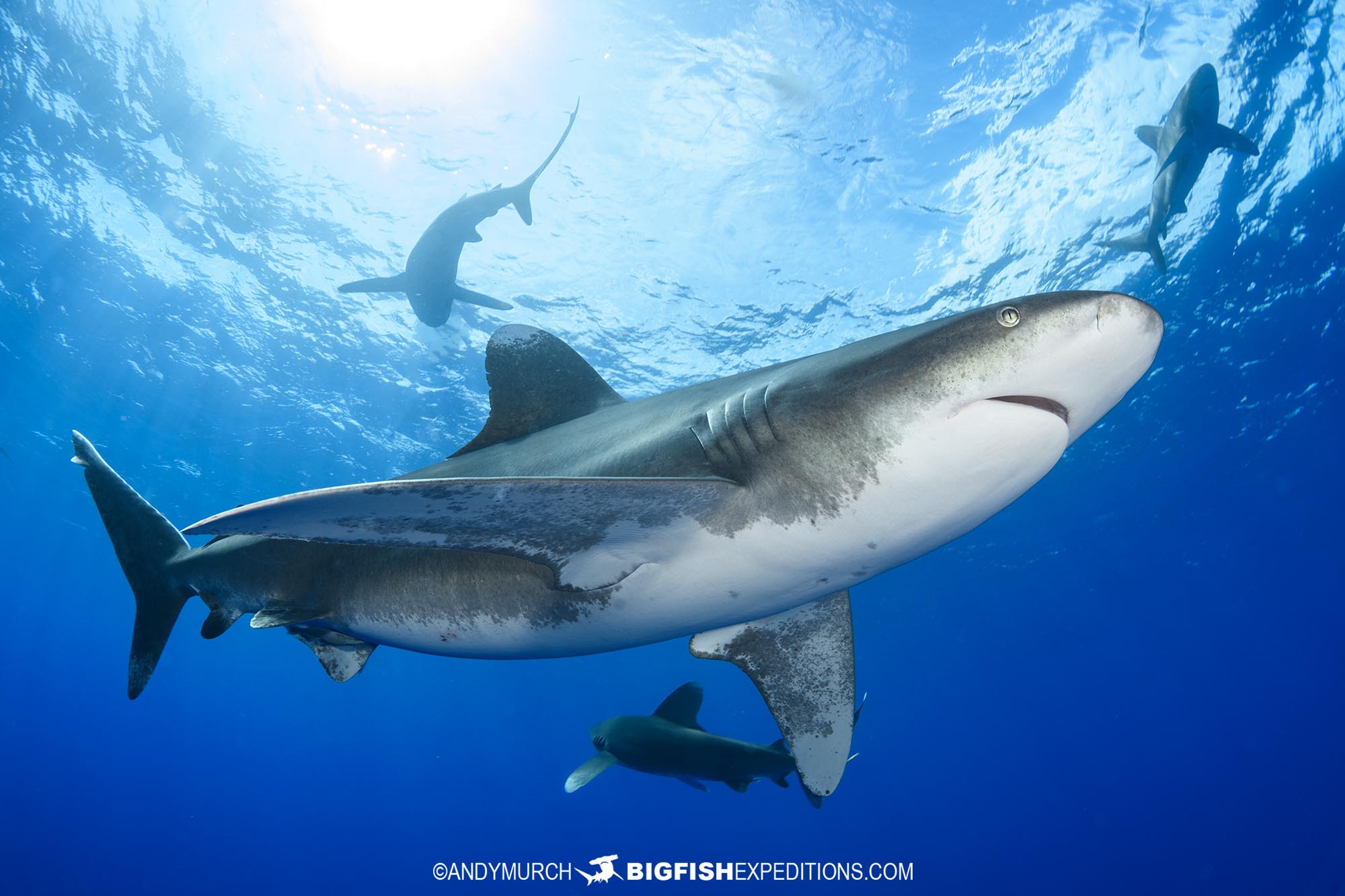Diving with lots of Oceanic Whitetip Sharks in the Bahamas.
