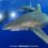 Oceanic Whitetip Shark Diving 2023