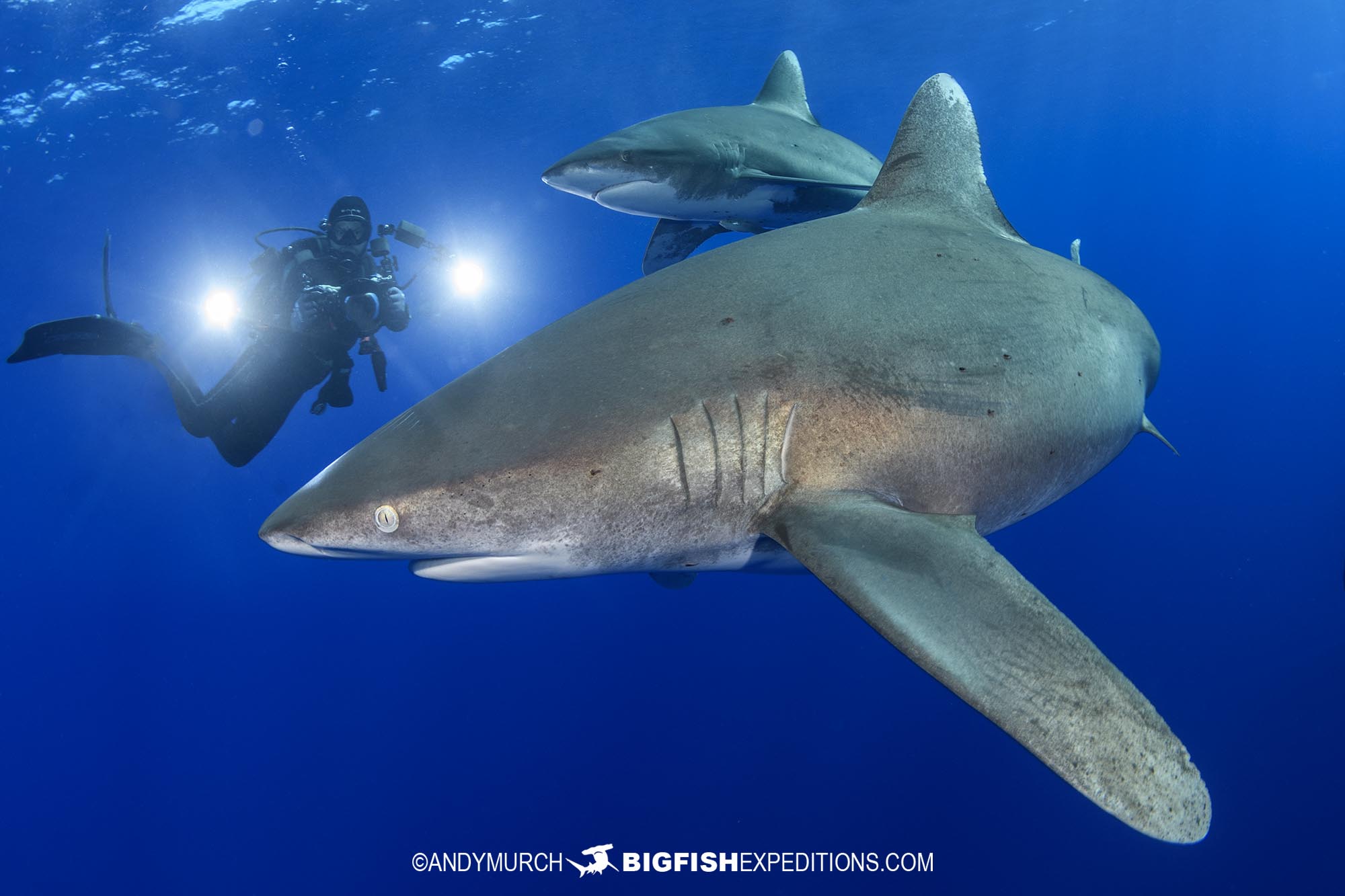 Diving with oceanic whitetip sharks at Cat Island in the Bahamas