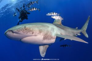 Diving with oceanic whitetip sharks at Cat Island in the Bahamas