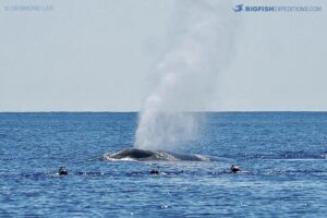 Snorkeling with blue whales and sperm whales in East Timor.