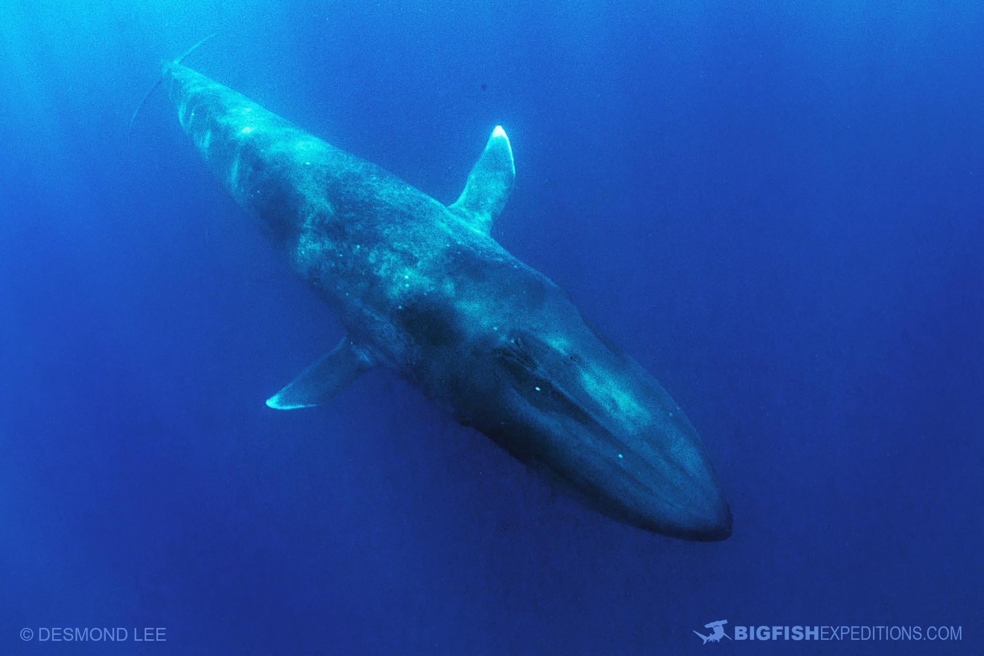 Snorkeling with blue whales and sperm whales in East Timor.