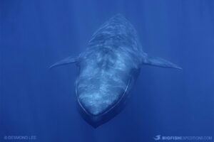 Snorkeling with blue whales and sperm whales in East Timor.