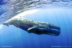 Snorkeling with blue whales and sperm whales in East Timor.