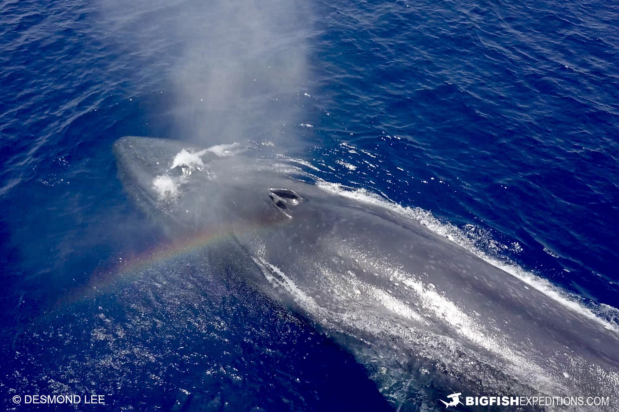 Snorkeling with blue whales and sperm whales in East Timor.