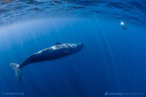 Snorkeling with blue whales and sperm whales in East Timor.