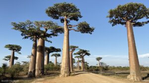 Avenue of the Baobabs Madagascar Tour.