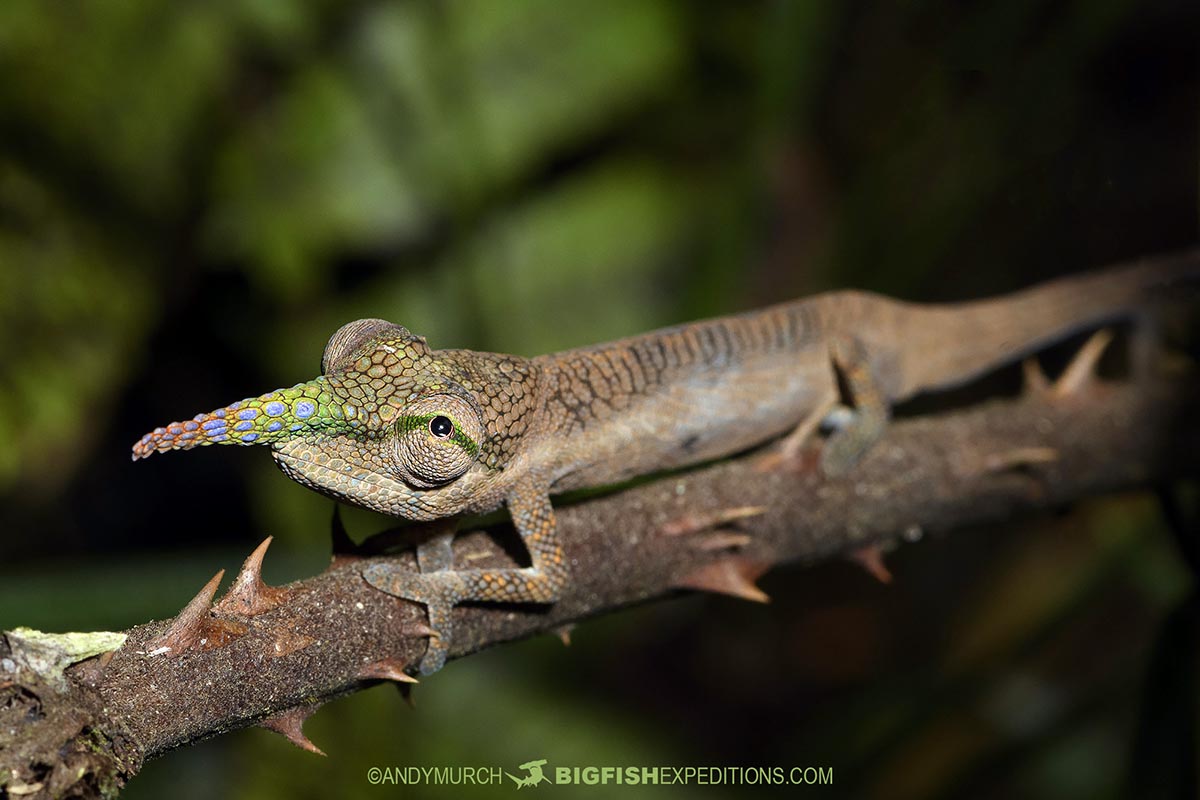 Blue nosed Chameleon on our Madagascar Wildlife Trek.