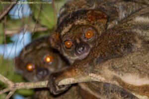 Eastern Woolly Lemur, Avahi laniger. Aka eastern avahi or Gmelin's woolly lemur. Andasibe, Madagascar.