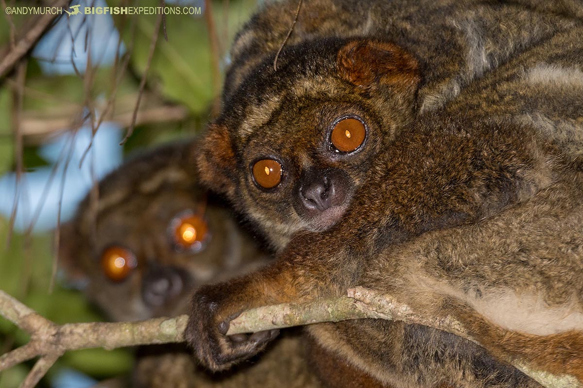 Eastern Woolly Lemur, Avahi laniger. Aka eastern avahi or Gmelin's woolly lemur. Andasibe, Madagascar.