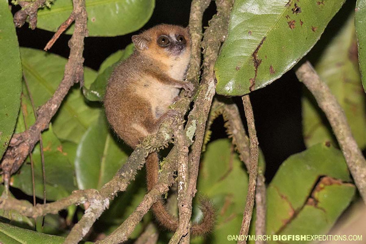 Goodman's Mouse Lemur trekking in Madagascar.