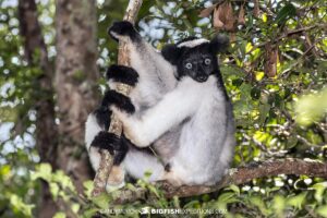 Indri on our Madagascar photo safari.
