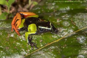 Baron's Mantella Frog. Madagascar Wildlife Tour.