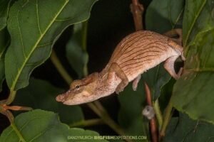 Dwarf Chameleon. Madagascar Photography Tour.