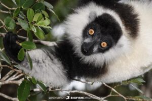 Black and White ruffed lemur in Ranomafana. Wildlife Photography Tour.