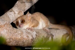 Madame Berthe's Mouse Lemur, Microcebus berthae. Considered the world’s smallest known primate. Kirindy National Park, Madagascar.