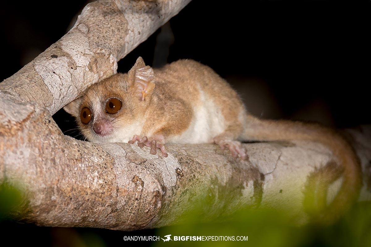 Madame Berthe's Mouse Lemur, Microcebus berthae. Considered the world’s smallest known primate. Kirindy National Park, Madagascar.