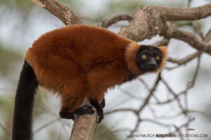 Red-ruffed Lemur at Vakona Reserve. Madagascar Wildlife Trekking.