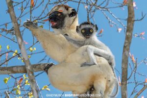 Vereaux's Sifaka on a Kirindi tour.