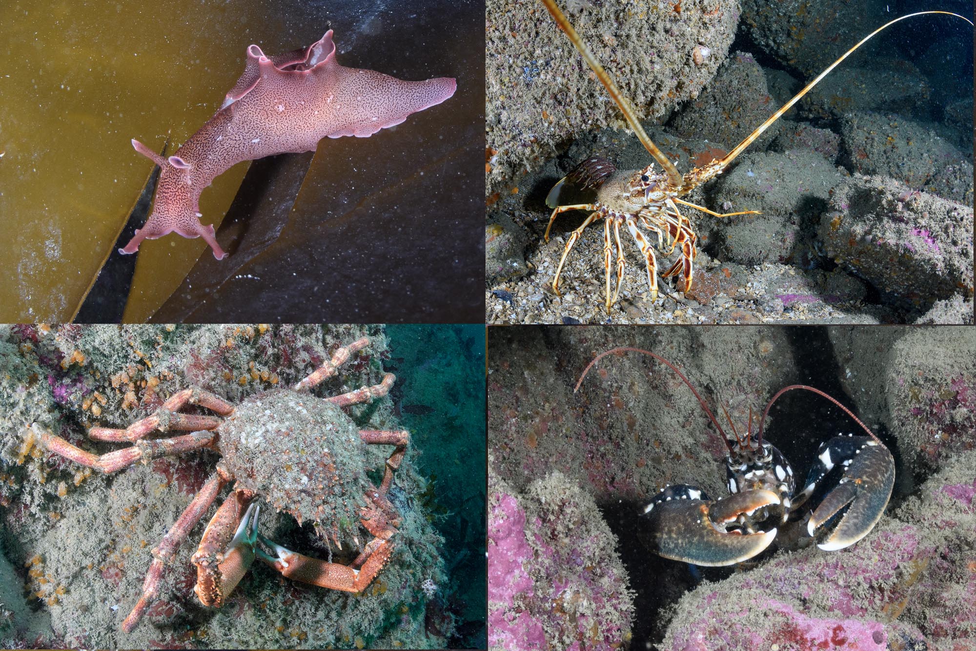 Scuba diving with the marine life of Brittany.