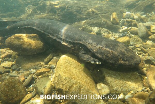 Snorkeling with Japanese Giant Salamanders.