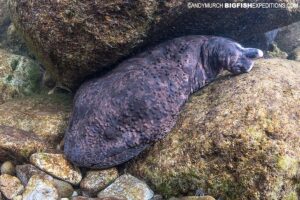 Snorkeling with Giant Salamanders in Japan.