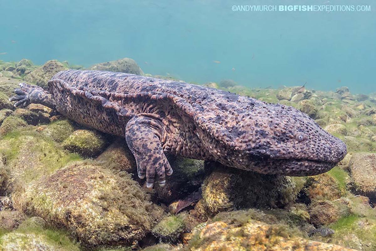 Snorkeling with Giant Salamanders in Japan.