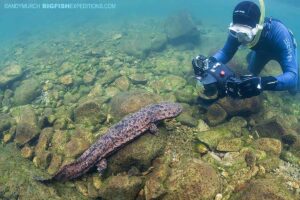 Snorkeling with Giant Salamanders in Japan.