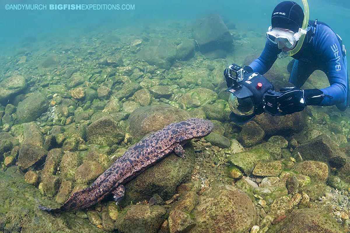 Japanese Giant Salamanders GIANT SALAMANDER EMERGES FROM RIVER IN