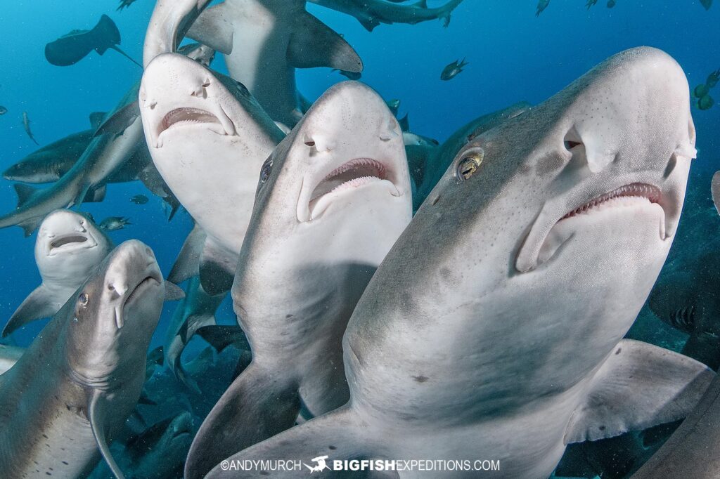 Diving with Sharks in Japan.