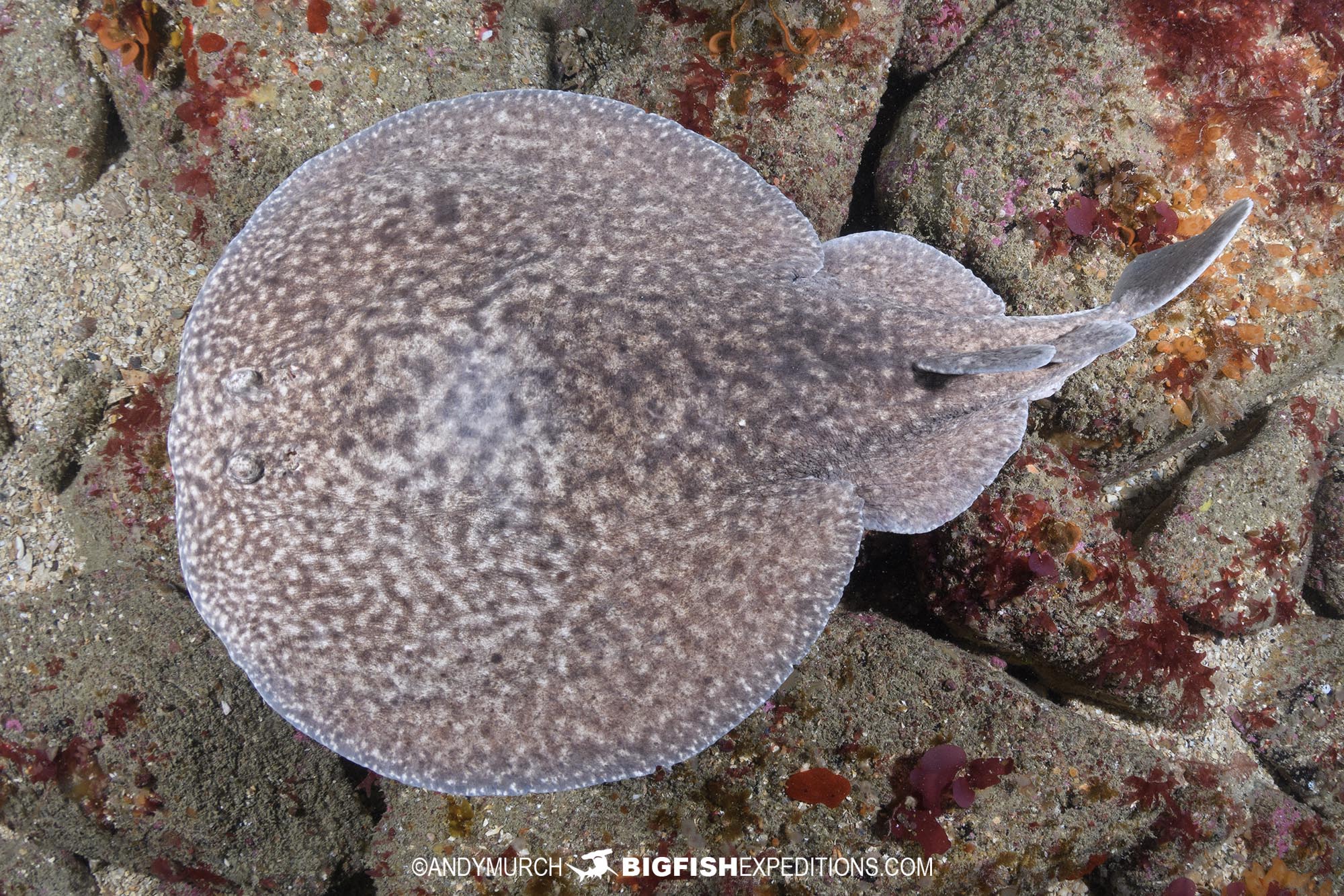Marbled torpedo ray dive in Brittany.